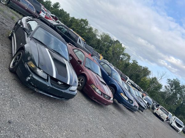 mustangs